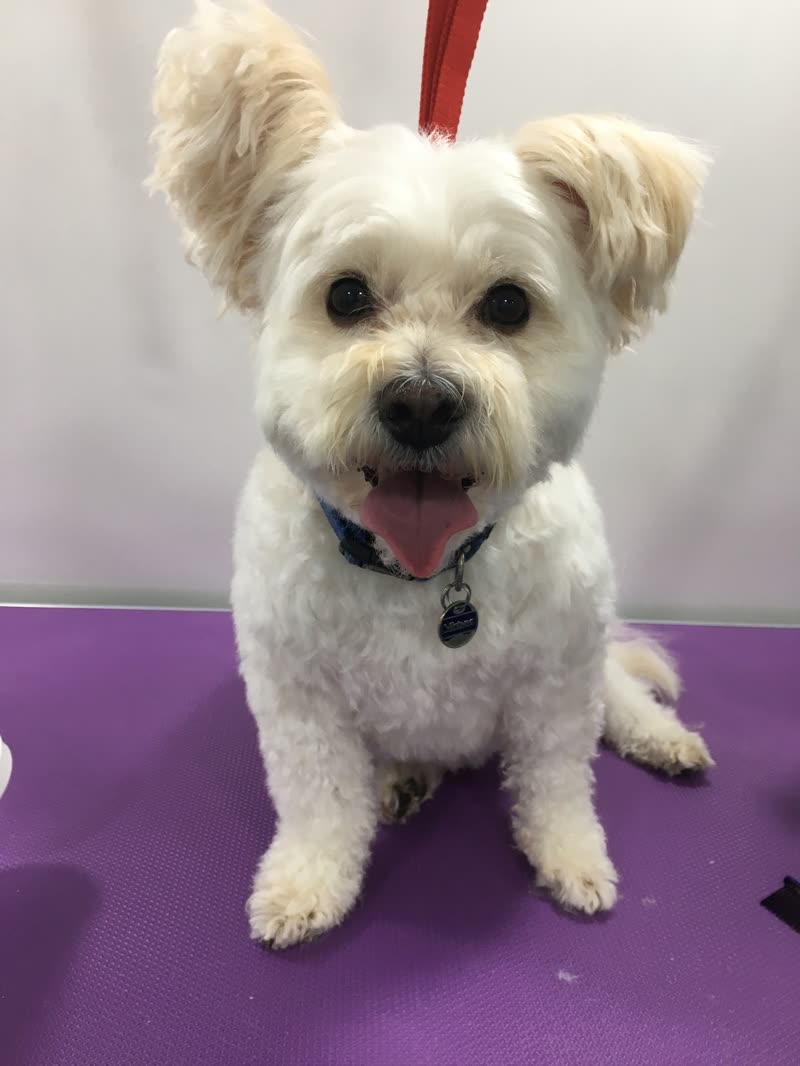 A white terrier-cross sitting on the purple grooming table, freshly groomed