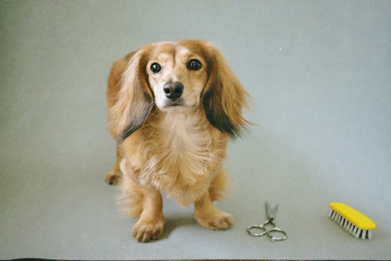 A brushed long-haired dog beside grooming scissors and a slicker brush