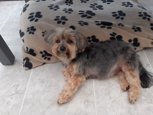 A tan and grey Yorkshire terrier-cross lying on a tiled floor beside a paw-print dog bed after a trim