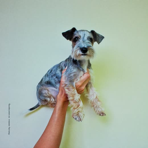 A small wire-haired terrier with a freshly tidied coat