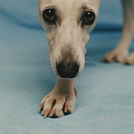 A dog's freshly trimmed paw resting on a towel