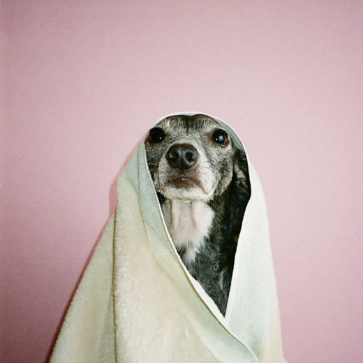 A freshly bathed small dog wrapped in a towel